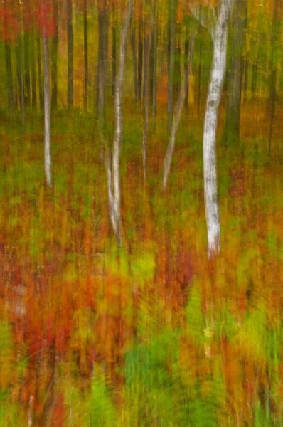 New York, Inlet Abstract of autumn forest scene